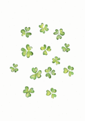 Tr&egrave;fles vibrants pour une f&ecirc;te irlandaise